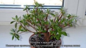 Азалия: уход в домашних условиях, пересадка после покупки