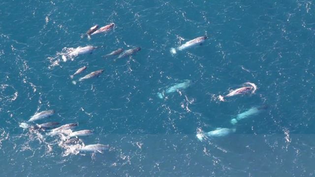 THE NARWHAL - SEA ANIMALS - ANIMAL PRO смотреть онлайн