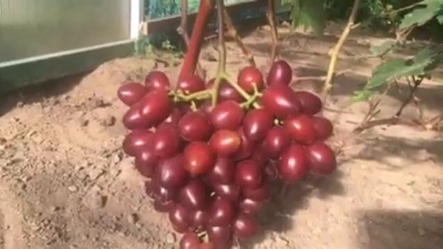 Виноград Велюр селекции Криули С.И. -новинка на винограднике 2020г смотреть онлайн