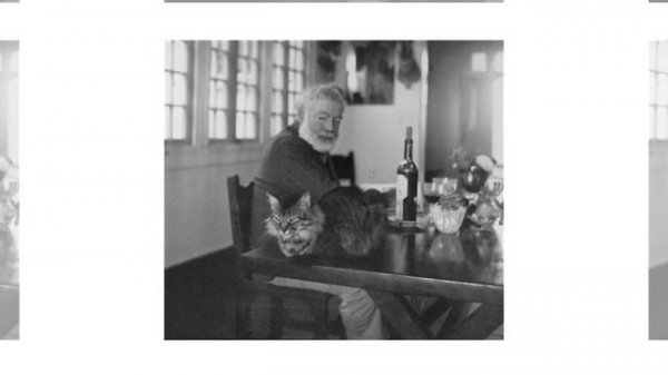 ХЕМИНГУЭЙ - БЕЗУМНЫЙ ЛЮБИТЕЛЬ шестипалых КОШЕК  ! / Hemingway and his six-fingered cats