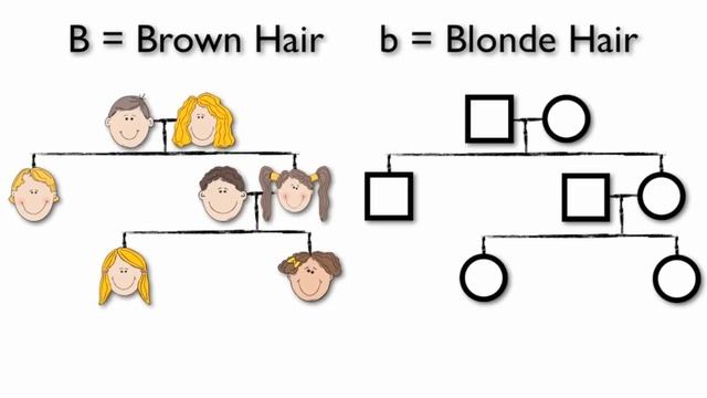 What are Pedigree Charts смотреть онлайн