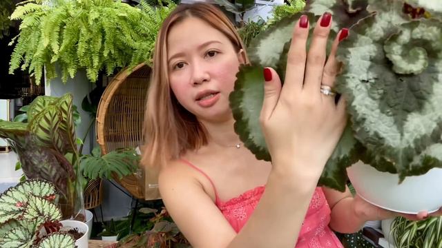 BEGONIA PLANT HAUL|| Plant tour||Roma So смотреть онлайн
