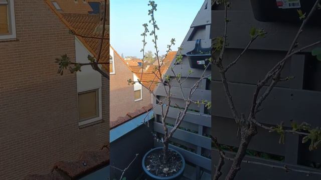 Fruit In Containers On A Small Balcony Part 0