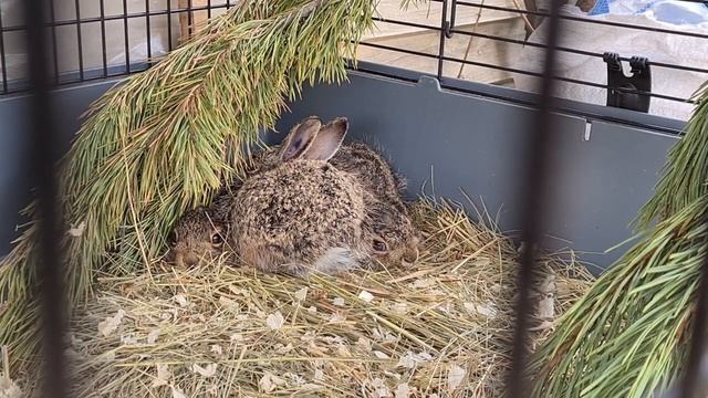 "Помогите. У нашего зайчонка в голове голос" (с) смотреть онлайн
