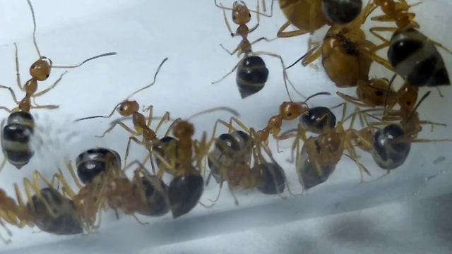 МУРАВЬИ- БОЧКИ ДОМА ! Prenolepis melanogaster смотреть онлайн