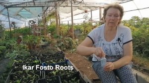 Как быстро нарастить мощные корни у растений