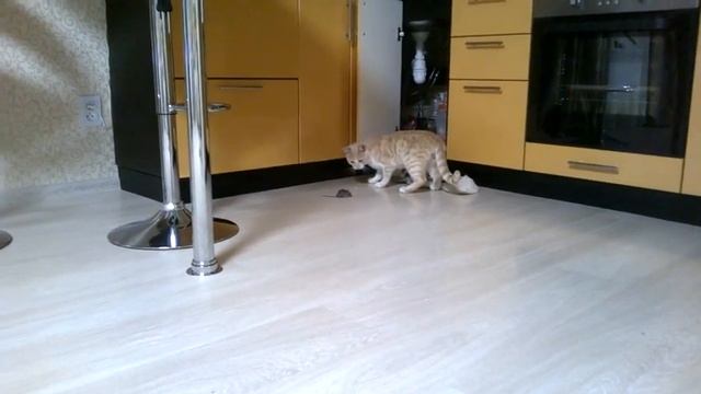 коты какие они есть на самом деле смотреть онлайн