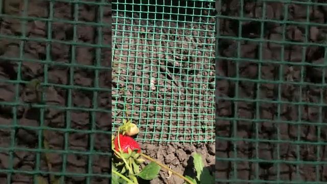Сорт сибилла смотреть онлайн