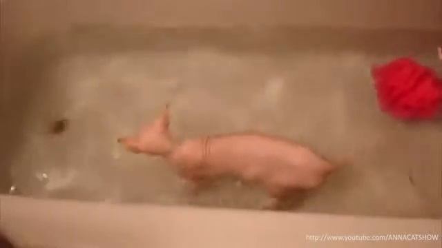 Забавные кошки в воде! (#2) смотреть онлайн