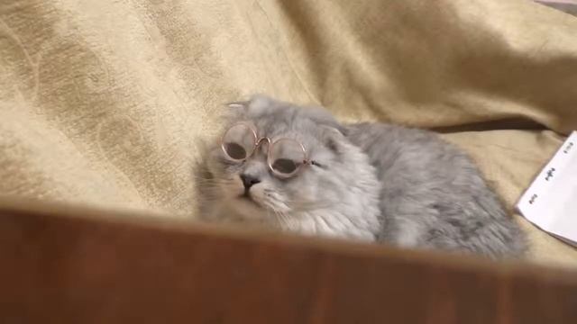 Вечер котёнка Чернорыжа и папы Кевина котёнок готовится к уроку смотреть онлайн