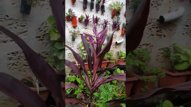 My garden ornamental plant "Cordyline Fruticosa,"#my garden #Happygarden #fungarden смотреть онлайн