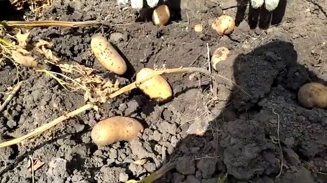 Копание Картошки без Мотоблока - Лопатой Potato Plus Shovel смотреть онлайн