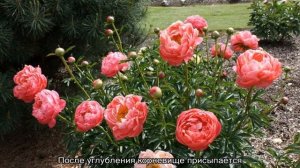 Пион Корал Шарм (Paeonia Coral Charm) — особенности размножения сорта