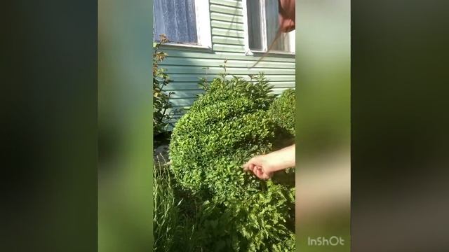 Стрижка самшита по спирали смотреть онлайн