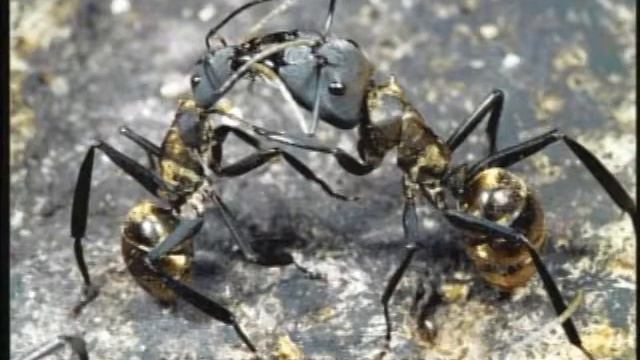 episode 75 - E. O. Wilson and Bert Hölldobler - part 01 смотреть онлайн