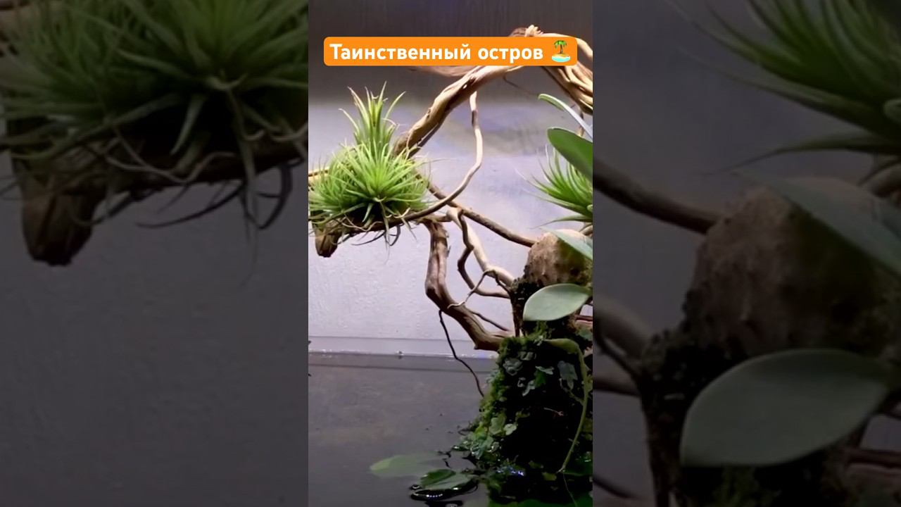 Таинственный остров ️ #ants #муравьи #аквариум #креветки смотреть онлайн