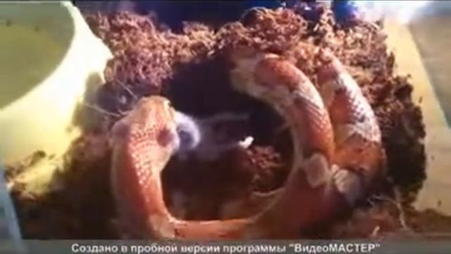 Маисовый полоз и мышонок смотреть онлайн