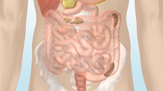How The Digestive System Works