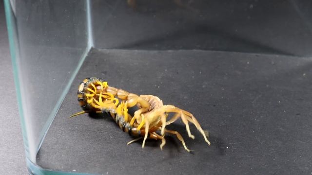 ¡ENCUENTRO SALVAJE! ¿Qué PASARÍA si un ESCORPIÓN AMARILLO viera a un CIEMPIÉS VENENOSO? смотреть онлайн
