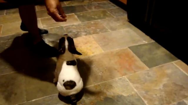 Fenchie Puppy Walking On Back Legs смотреть онлайн