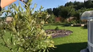 Как росла и менялась Ива Хакуро Нишики в течении сезона! Salix integra Hakuro Nishiki ?