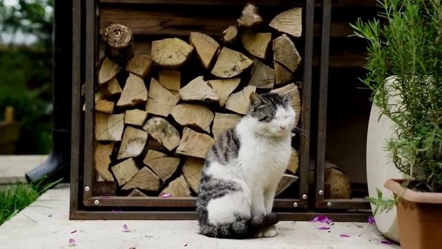 The King Dish Of Azerbaijani Cuisine - Shakh Pilaf