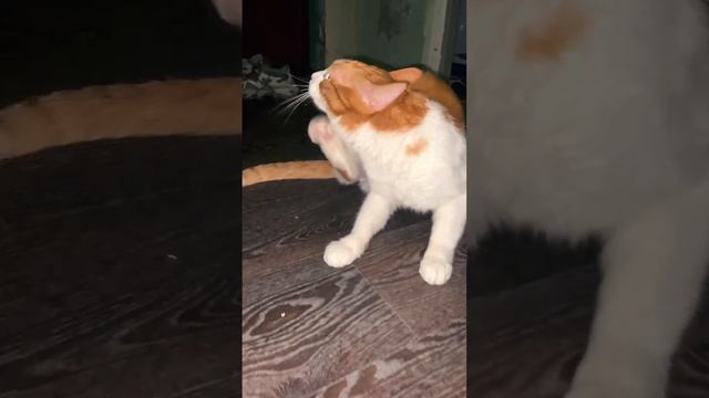 ❤️? приступы агрессии у кота раз в пару дней, это нормально ? #котики #shortvideo смотреть онлайн