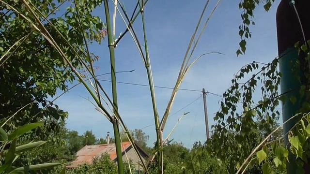 Бамбук морозостойкий! Часть 3. смотреть онлайн
