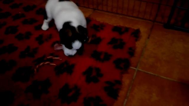 И скажи что рассэл не охотник!!!! смотреть онлайн