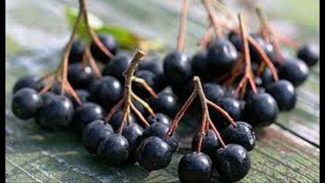 СОСУДИСТЫЕ ЗВЕЗДОЧКИ. ЛЕКАРСТВО ИЗ ЧЕРНОПЛОДНОЙ РЯБИНЫ. УКРЕПЛЕНИЕ СОСУДОВ. смотреть онлайн