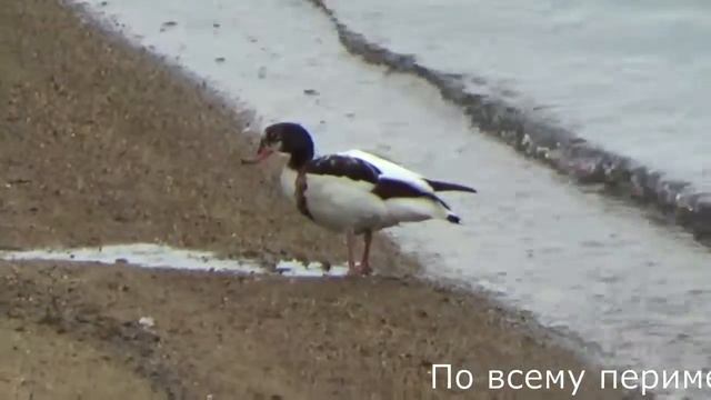 Озеро Большое Яровое Пеганка смотреть онлайн