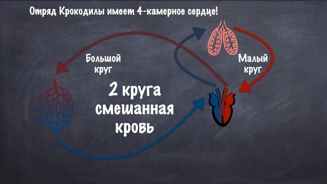 Эволюция кровеносной и дыхательной систем типа Хордовых смотреть онлайн