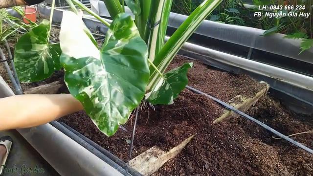 Tách cây alocasia macrorrhiza var và bất ngờ thu đc trứng ( Ráy trắng ) смотреть онлайн