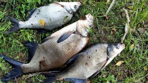 Рыбалка на озере Ломпадь !!! (Людиновский район,Калужская область)