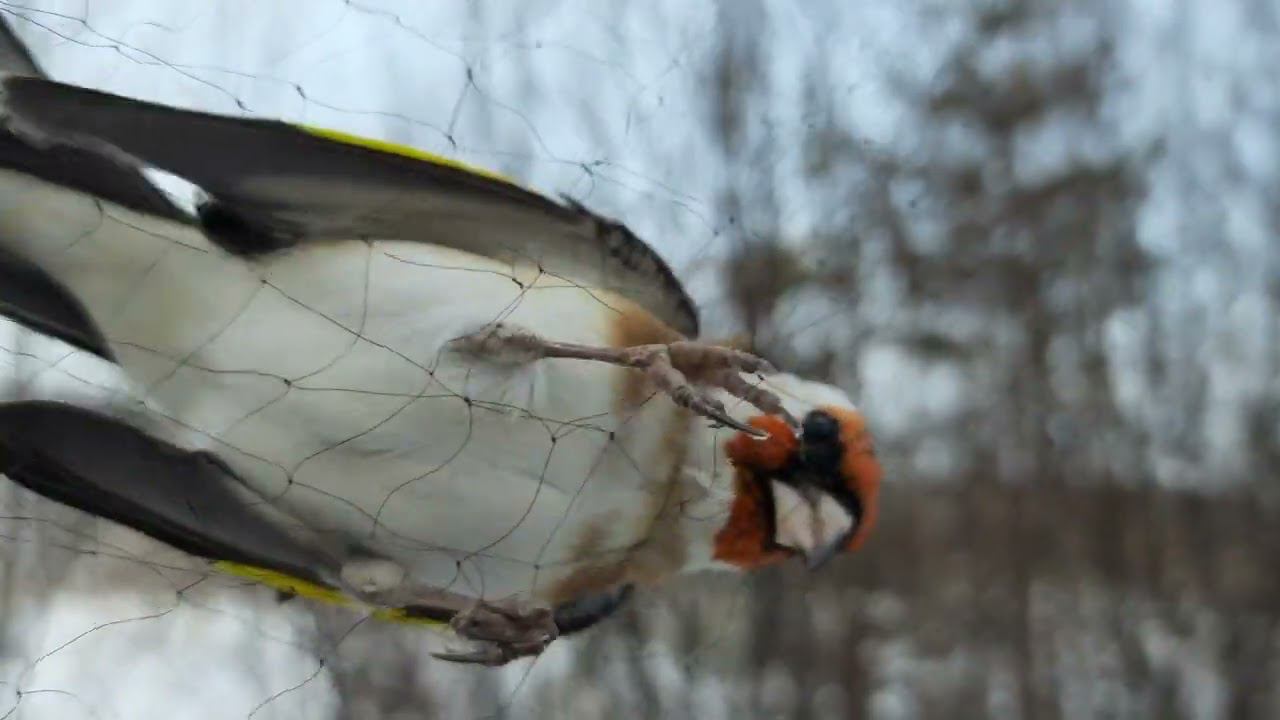 Ловля птиц 16 ноября 2022 год. смотреть онлайн