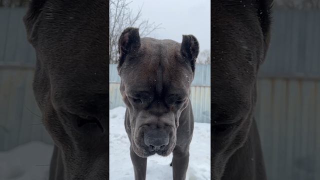 Трой🔥#tttt #canecorso #канекорсо #cane #canecorsoitaliano #канекорсоитальяно смотреть онлайн