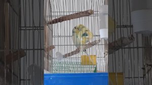 Самка волнистого попугая спаривается с самцом. Правильно ли это!?