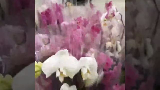 Небольшой обзор орхидей в магазине соседи город Минск. смотреть онлайн