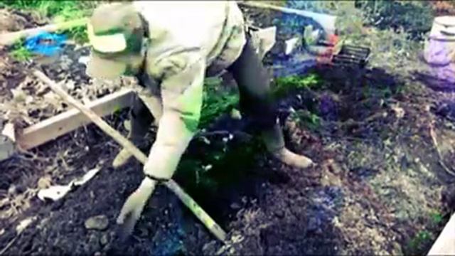 Картофель из семян смотреть онлайн