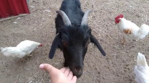 коза лысеет, в чем причина? как лечить?