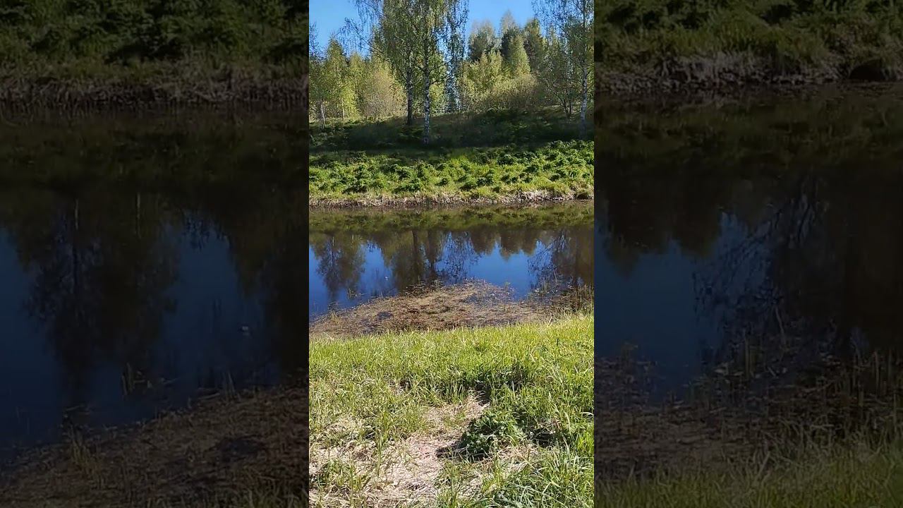 Приехали за уклейкой.Половить на поплавок. #shortvideo #рыбалка #fishing #fishingvideo #природа смотреть онлайн