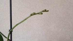 ДЕТКА НА ЦВЕТОНОСЕ ОРХИДЕИ СОБИРАЕТСЯ ЦВЕСТИ. ПРАВИЛЬНО ЛИ ЭТО?