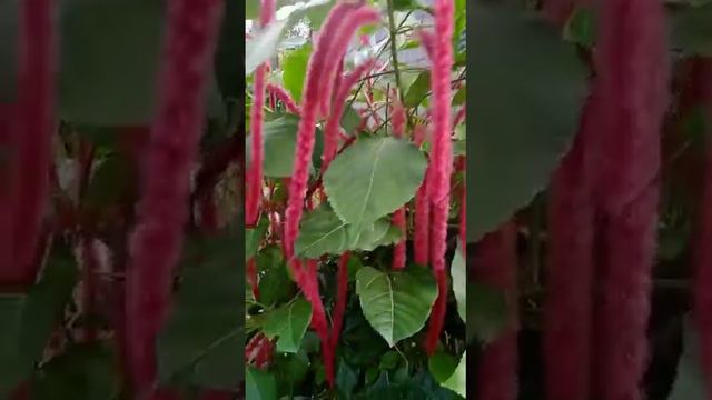 Acalypha hispida, смотреть онлайн