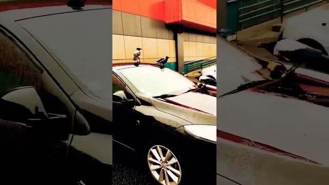 вороны устроили шабаш на припаркованном авто возле супермаркета#вороны царапают#рено #нетвойне смотреть онлайн