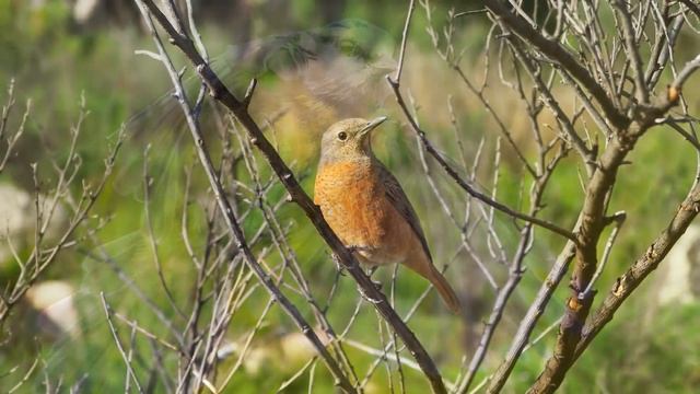 Peaceful Instrumental Music, Relaxing Nature music 'Song Birds of Morning" By Tim Janis смотреть онлайн