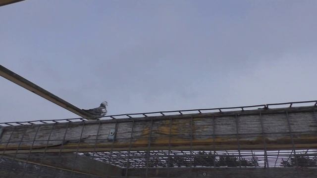 Знаменитый страшный карлик ? ??? смотреть онлайн