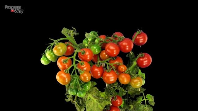 ТОМАТЫ В МИГ ЗАВЯЖУТСЯ ГРОЗДЯМИ. Щепотка Этого и... смотреть онлайн