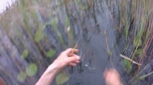 Рыбалка. Ловля леща в мерёжи.