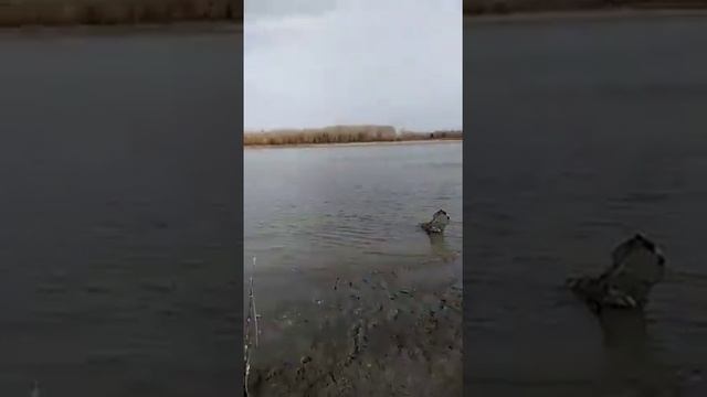 РЫБАЛКА НА ОБИ С ОТЦОМ . БАРНАУЛ. ОТ ТАКИХ ПОКЛЕВОК КАЙФ!!! смотреть онлайн