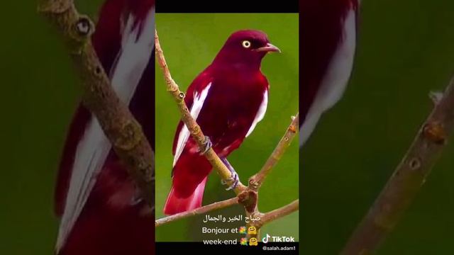 VID-20201223-WA0005.mp4 смотреть онлайн